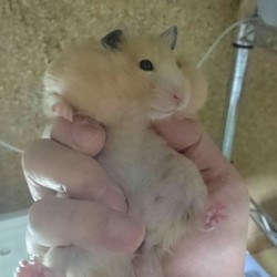 ご飯を盗むモモちゃん(その２)