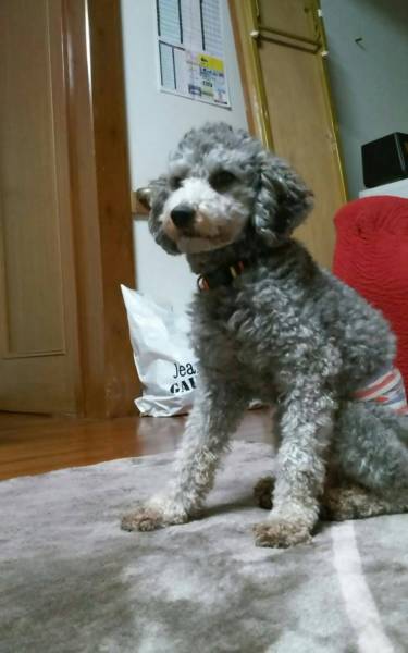 トイプードル グレー と 福岡県 犬の里親募集 ペットのおうち 月間利用者150万人