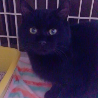 黒猫ちゃん！急遽募集！