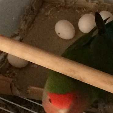 サクちゃん卵が4つ