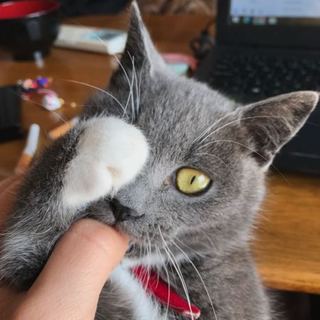 里親募集中です