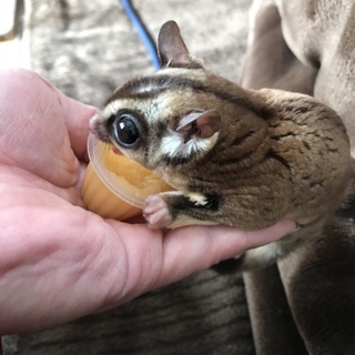 フクロモモンガの里親様募集（里親様決定しました）