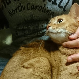 きれいなアビシニアン