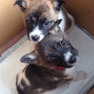 ありがとうございます☆アイとミホ☆