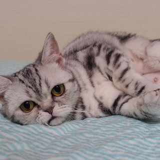 アメリカンショートヘアの女の子