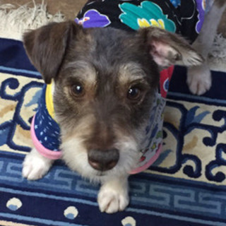 苫小牧市の犬の里親募集情報まとめ ペットのおうち 月間利用者150万人