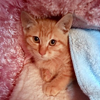 綺麗な顔立ちの子猫ちゃんに、キュン♡