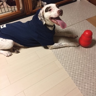 ポインター　4才です