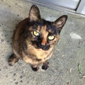 【至急里親募集】野良ですが人懐こいまだ子猫です