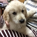 ゴールデンレトリバーの里親様募集
