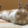 あむべ