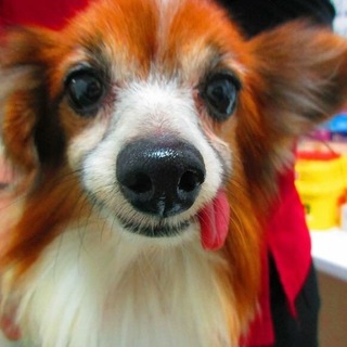 ペロ☆明るく陽気なパピヨン