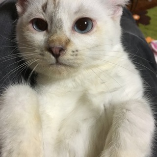 シャム風ブルーアイ子猫女の子  