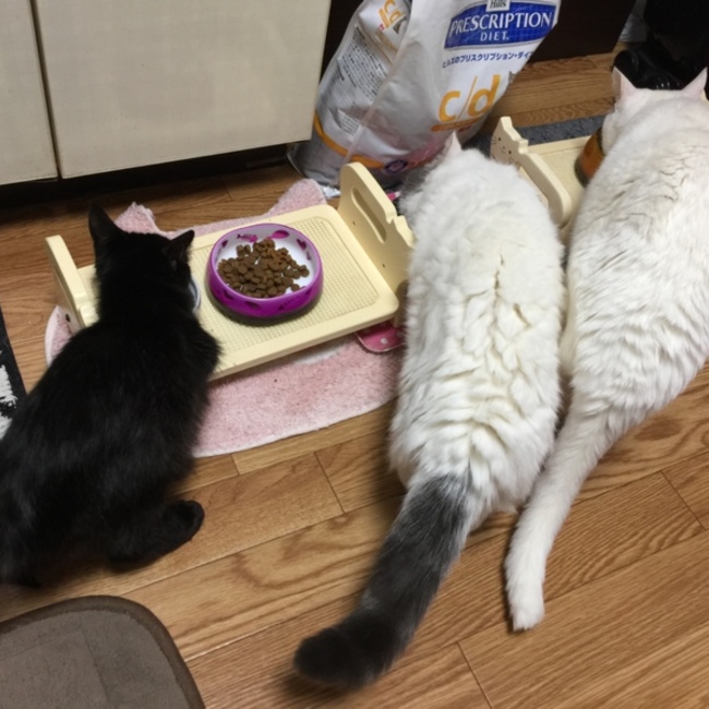 しろくろパパのカバー写真