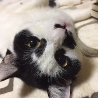 神柄兄弟の長男坊☆神一くん