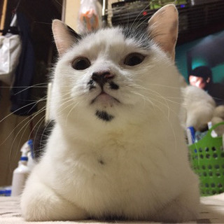 神柄兄弟の次男坊☆神二くん