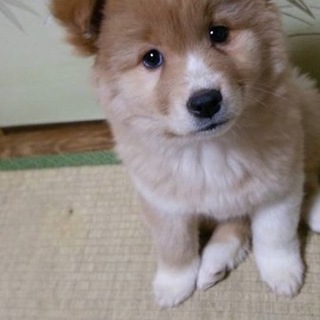 野犬っ子♡メリー