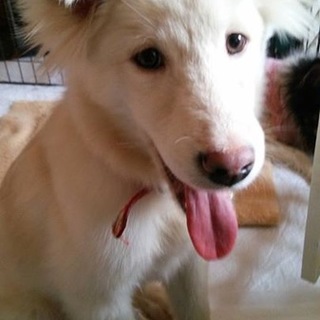 野犬っ子♡ケン