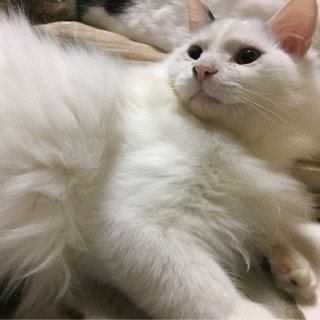 神柄兄弟の三男坊☆神三くん