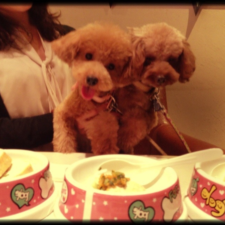 モカのカバー写真