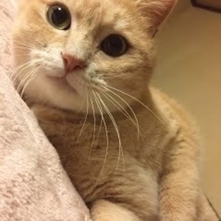 見た目ジャイアン中身のび太君☆トラ吉くん