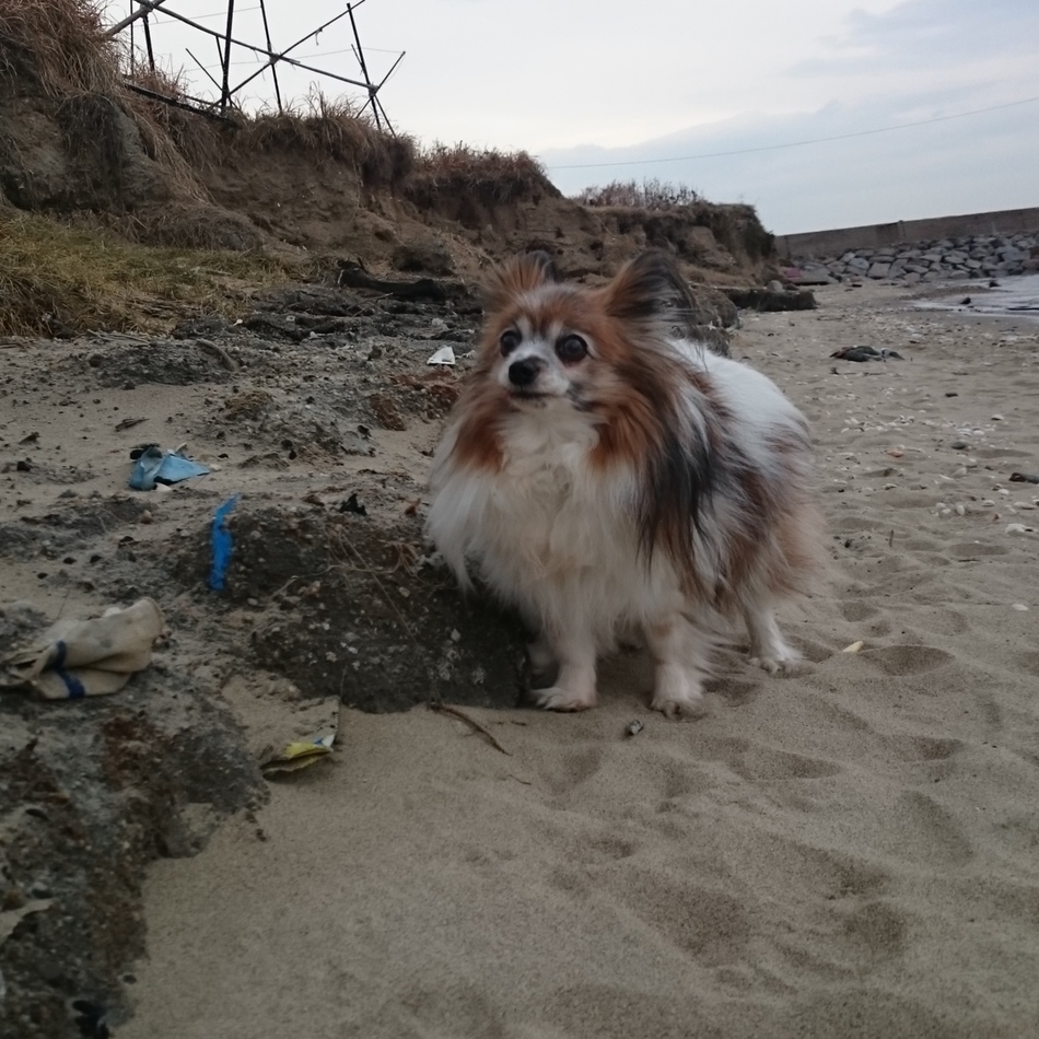 ぷりんのカバー写真