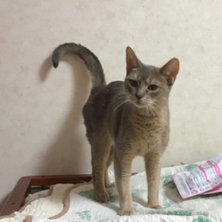 アビシニアンの穏やかな女の子です。
