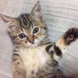 ＊子猫里親会＊一時預かりボランティアさん募集説明会