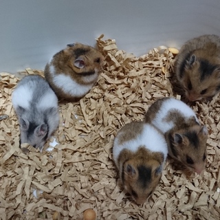 ゴールデンハムスター⭐里親決定しました！