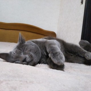 募集停止　ロシアンブルー系の甘えんぼさん