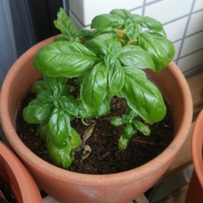 るぃこのカバー写真