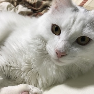 白猫の大福です