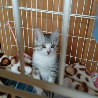 ☆ アメショー風の子猫ちゃんの里親決定しました。
