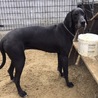 グレートデーン♀ サムネイル2