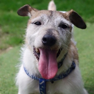 ラッセル☆ジャックラッセル☆遊ぶの大好き