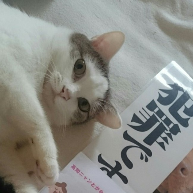 高知にゃんわんの家のカバー写真