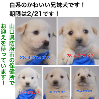 県外の愛護団体様に引き取られました！