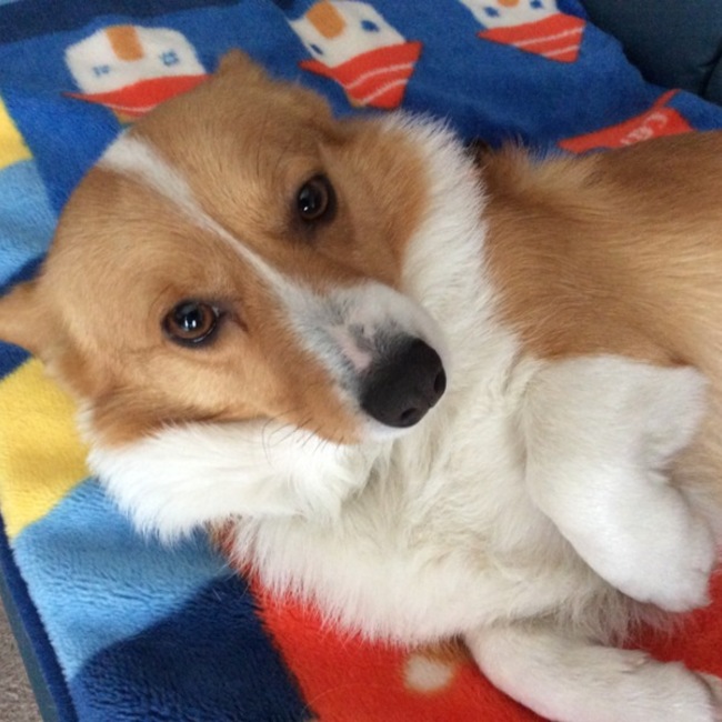 コーギー ジャンミ♡のカバー写真