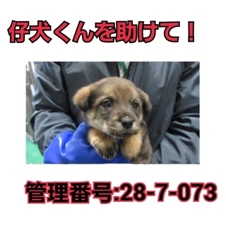 募集ゼロ!!命の期限切迫!!!仔犬君を助けて①