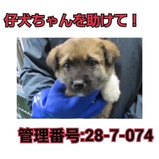 募集ゼロ!!命の期限切迫!!!仔犬ちゃんを助けて②