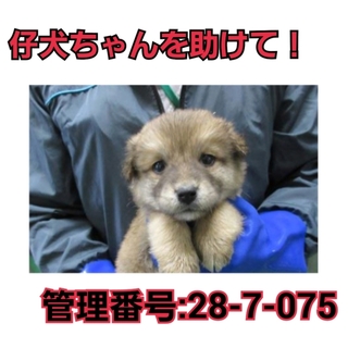 命の期限が迫っています!!仔犬ちゃんを助けて③