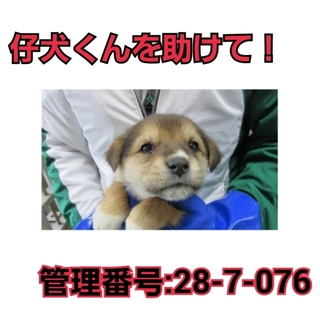 命の期限が迫っています!!仔犬君を助けて④