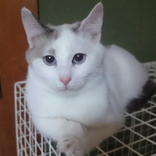 【タカ君】抱っこ大好きな甘えん坊な男の子です。