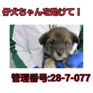 募集ゼロ!命の期限切迫!!仔犬ちゃんを助けて⑤