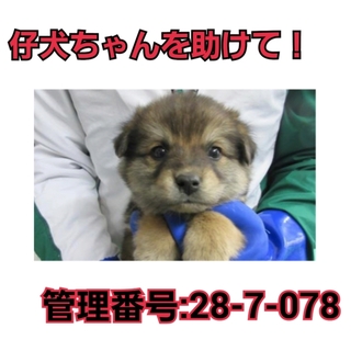 命の期限が迫っています!!仔犬ちゃんを助けて⑥