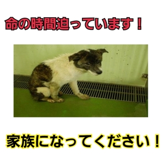 問い合わせなし!!!小さなこの子を助けて下さい!!