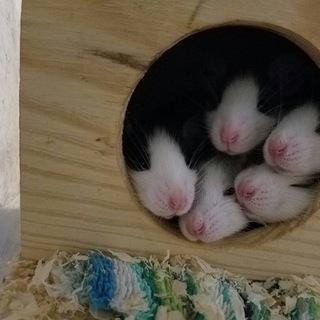 ファンシーラット里親募集