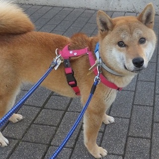 落ちついた柴の女の子、みおです