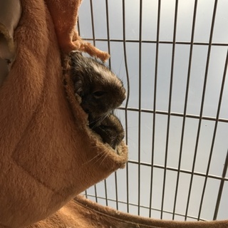 デグー♂2匹とても仲良しです‼︎