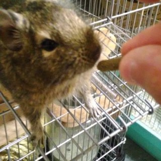 デグーを可愛がっていただける方！